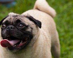 How to Keep Your Pug Healthy and Full of Life