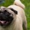 How to Keep Your Pug Healthy and Full of Life