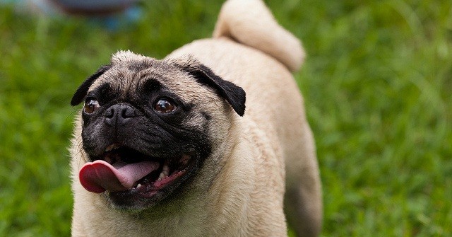 Happy, healthy pug Mookie