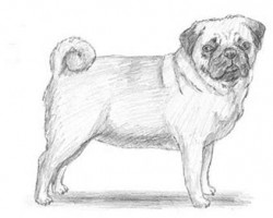 How to Draw a Pug!