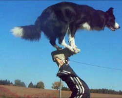 Incredible Tricks: Nana The Border Collie