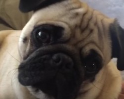 Watch a Cute Pug Turn His Head While He Listens to His Pet Parent