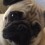 Watch a Cute Pug Turn His Head While He Listens to His Pet Parent