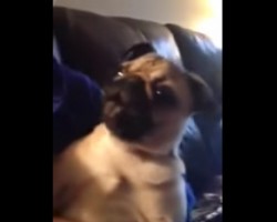 Protective Pug Makes a Hilarious Noise Whenever Someone Comes to the Door