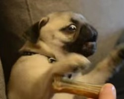 You’ll Never Guess How THIS Pug Puppy Reacts to Her First Bone