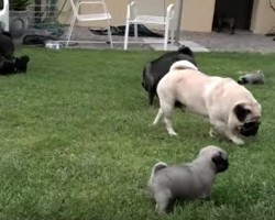 One Big Happy Pug Family Interacts and You Can’t Help But Melt