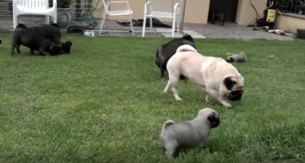 One Big Happy Pug Family Interacts and You Can't Help But Melt