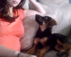 Watch a Pregnant Mom Tell Her Pooch That She’s Going to be a Big Sister!