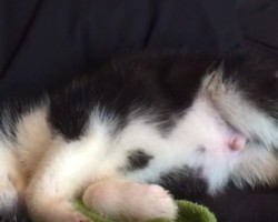 Melt as You Watch a Darling Husky Have Sweet Puppy Dreams