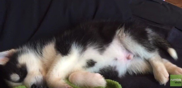 Sweet puppy dreams for this little Husky pup