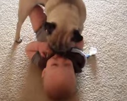 There’s a Whole Lotta’ Love Between This Pug and Baby