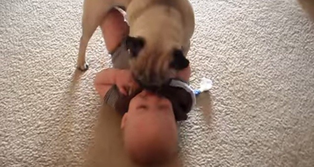 Whole Lotta' Love Between This Pug and Baby