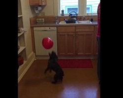 Talented French Bulldog Keeps a Balloon From Touching the Ground! Incredible!