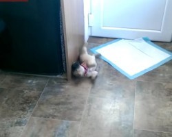 Watch How a Puppy Reacts Over a Door Stop! What a Temper Tantrum!