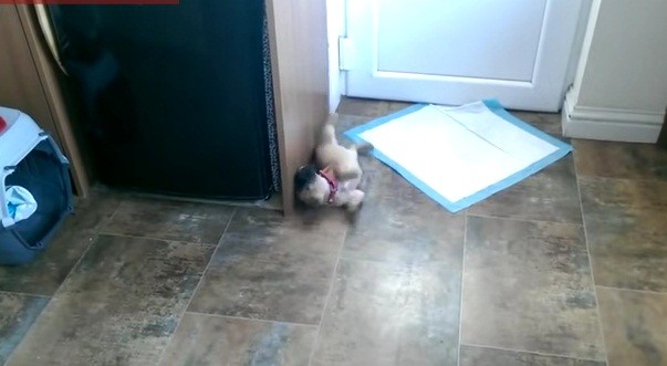 Temper tantrum over door stop