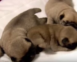 Watch These Small and Adorable Pug Puppies Get Bathed