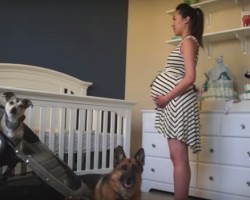 Time Lapse Video with Two Special Pups is Very Heartwarming!
