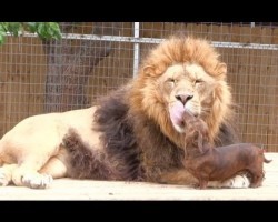 Unbelievable: Milo the Dachshund Has His Own Lion Pal!