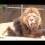 Unbelievable: Milo the Dachshund Has His Own Lion Pal!