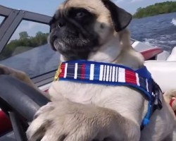 Watch this Pug Take Charge of His OWN Boat – Amazing!