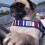 Watch this Pug Take Charge of His OWN Boat – Amazing!
