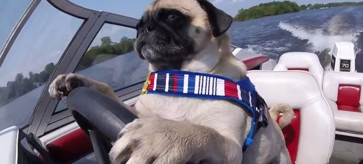 pug driving a boat