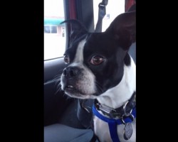 Boston Terrier Sounds Just Like a Dolphin and Goat — Incredible!