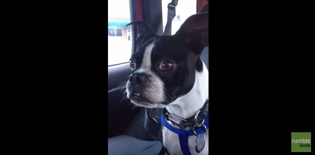 Boston Terrier