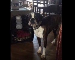 Boxer Says it’s Dinner Time NOW with Hilarious Sounds