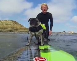Let’s Go Surfing With Brandy the Pug!