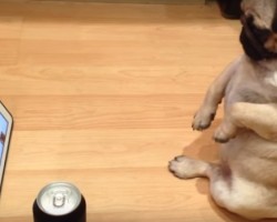This Pug Thinks He’s a Human as He Sits and Watches TV – LOL!