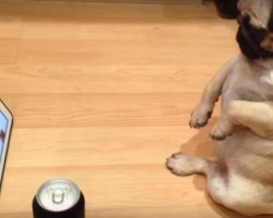 This Pug Thinks He’s a Human as He Sits and Watches TV – LOL!
