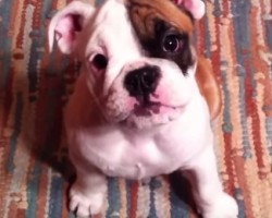 Why Bulldog Puppies are the Cutest EVER, Especially at 01:52!