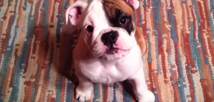 Bulldog puppy