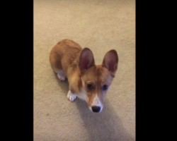 Adorable Corgi Ignores Other Commands and Continues to Spin!