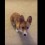 Adorable Corgi Ignores Other Commands and Continues to Spin!