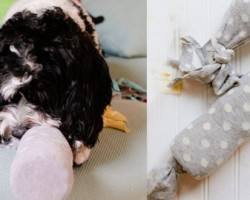 The Water Bottle Crunch: A DIY Dog Toy Your Pooch Should Have Now