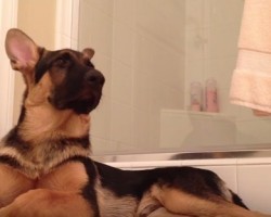 [VIDEO] German Shepherd and Owner Create the Perfect Duet While Signing ‘Trolololo’