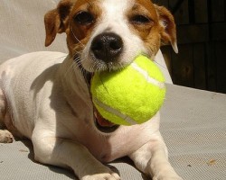 Your Pooch Doesn’t Know How to Play Fetch!? Easily Teach Him with These Instructions