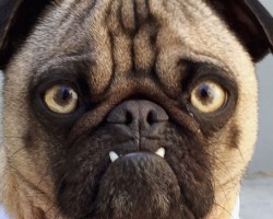Fall in Love With an Abandoned Pug Turned Fashionista!