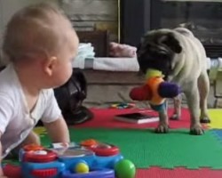 [VIDEO] This Pug Does NOT Want to Share with Baby — Too Funny!