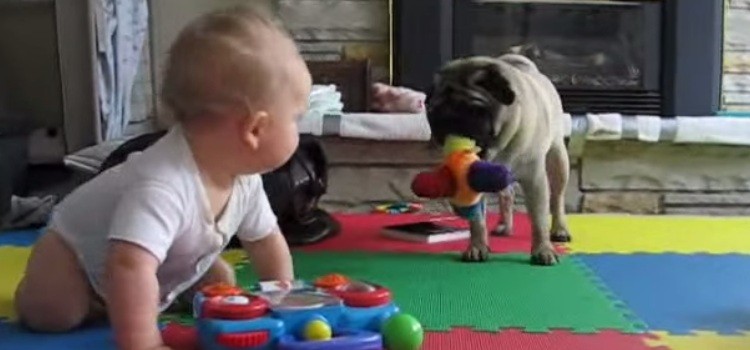 pug and baby