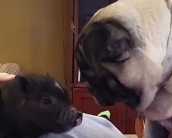 [VIDEO] Just How Will This Pug React to a Tiny Pig? Watch and Find Out!