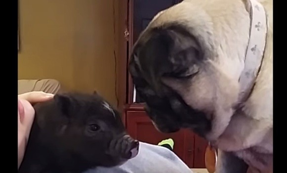 pug and pig