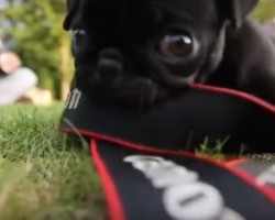 Adorable Pug Looks so Cute as He Chews on a Camera Strap