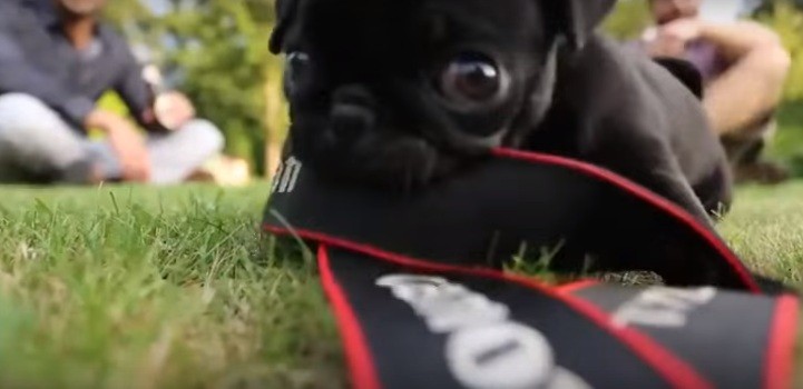 puppy chewing on camera strap