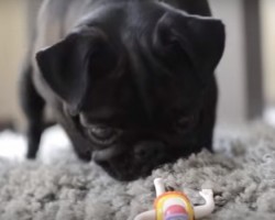 When Nao the Pug Encounters a Funny Looking Toy You’ll Never Guess How He Responds!
