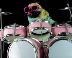 Watch a Pug Jam to ‘Enter Sandman’ on the Drums and be Thoroughly Entertained