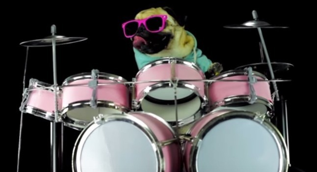 pug playing drums