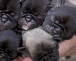 [VIDEO] How This Pug Mom is With Her Newborn Pups is Truly Heartwarming